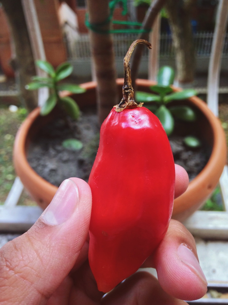 chili pepper, pepper, healthy eating, finger, real people, hand, one person, caracas, human hand, food, wellbeing, unrecognizable person, vegetable, freshness