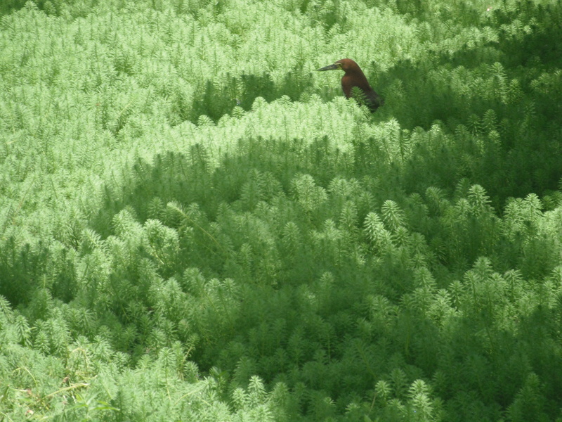 nature, no people, eagle, parque del este, land, growth, day, animal wildlife, green color, forest, caracas, venezuela, one animal, outdoors, tree, plant