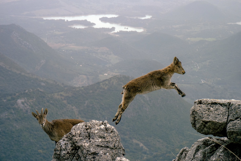outdoors, mountain, WOW, fotos, andalucia, las, torreon, untitled, wildlife, montaña, Andalucía, Mis, mammal, BRILLIANT, Sevilla, salto, 5K, cabra, grazalema  cadiz