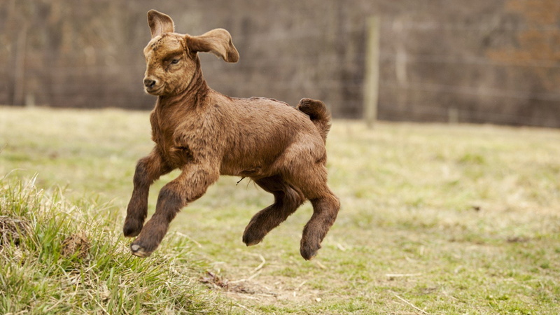 1080P, cabrito, Salto, Aninales, Jugando