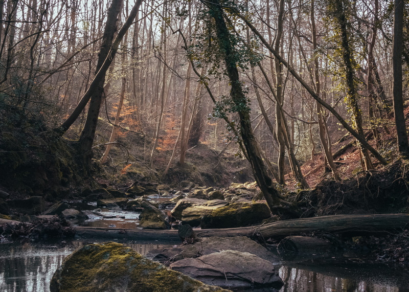 slate, animal, bird, nature, non-urban scene, north yorkshire, tranquil scene, flowing, land, woodland, falling foss, tranquility, tree, growth, 4K, tree trunk