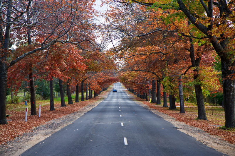 S17, 1080P, grey, outdoors, EF, trees, road, park - Man Made Space, october, asphalt, season, mt, USM, yellow, Autumn, tree, Ryk Neethling, f/2.8, brown
