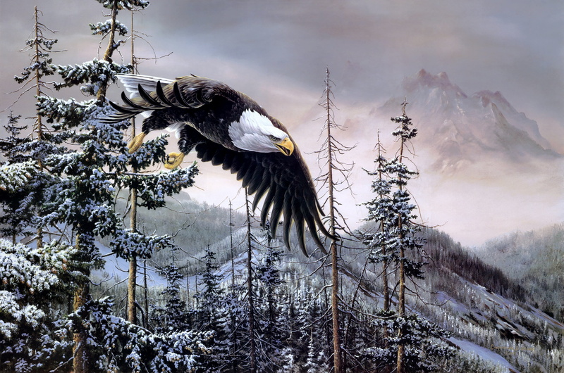 Christopher B. Walden, bald eagle, painting, eagle, winter, birds, spruce, Heaven andamp; Earth, mountains, forest, 2K
