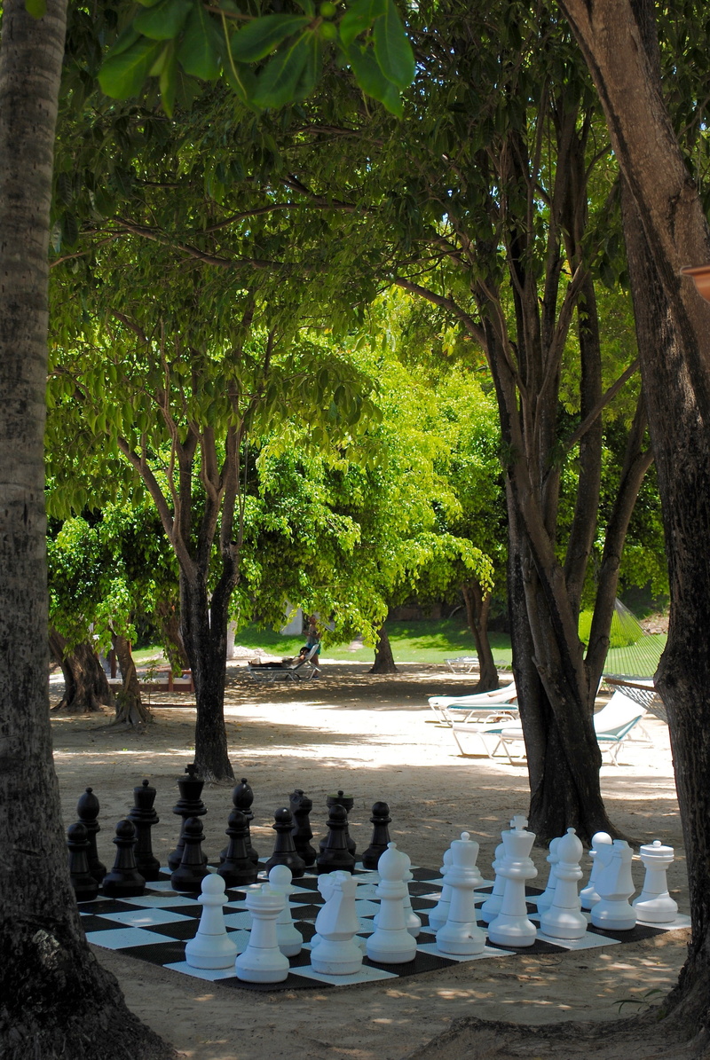 plant, chess piece, Chess, day, board game, vacation, chess board, summer, tree, resort, water, grenada, luxury, branch, trees, 4K, west indies, play