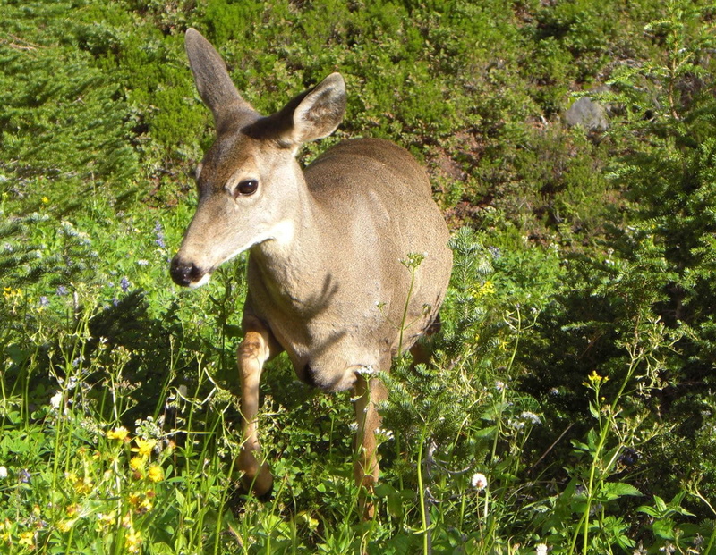 animal, green color, outdoors, deer, grass, animal themes, day, herbivorous, mammal, domestic animals, 720P, park, growth, vertebrate, rainier, doe, plant