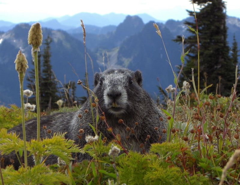 tree, paradise, no people, park, vertebrate, day, non-urban scene, one animal, nature, animals in the wild, green color, Mountain, plant, land, Marmot