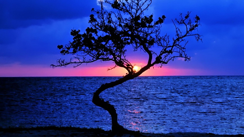 sea, beach, cloud, sunny, bay, horizon over water, plant, summer, outdoors, sunlight, landscape, coastline, nature, clear, branch, purple, tropical, paradise
