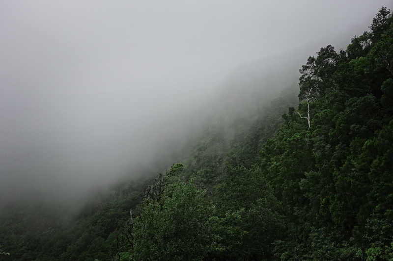 mountain, non-urban scene, no people, outdoors, day, forest, environment, remote, clouds, land, beauty in nature, scenics - nature, la palmita, vegetation