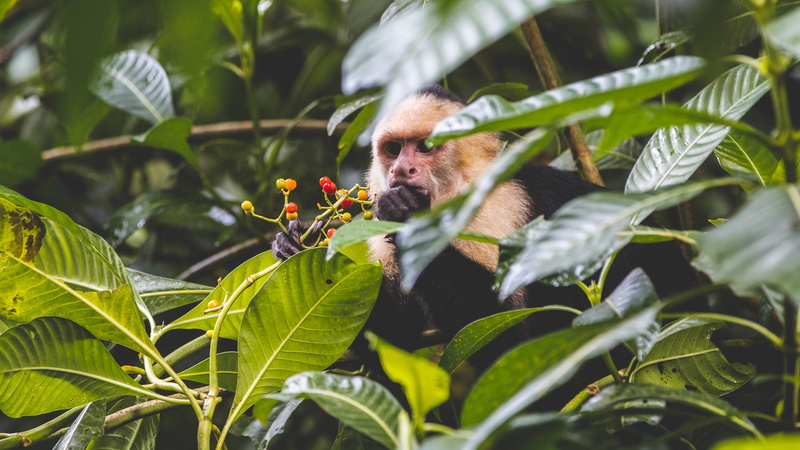 monkeys, bird, one animal, adventure, leaf, vertebrate, nature, animals in the wild, animals, wild, 2K, outdoors, puntarenas, mammal, monkey, travel, eating