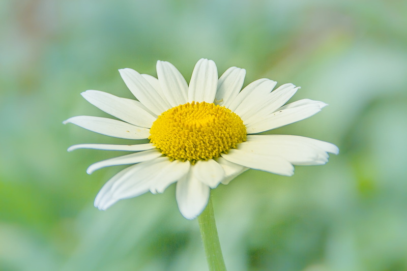 White daisy, South America, plant, parque, holiday, йо, Iguazu Falls, AR, flor, Leucanthemum vulgare, Argentine Republic, Puerto Iguazú, outdoors, Sudamérica