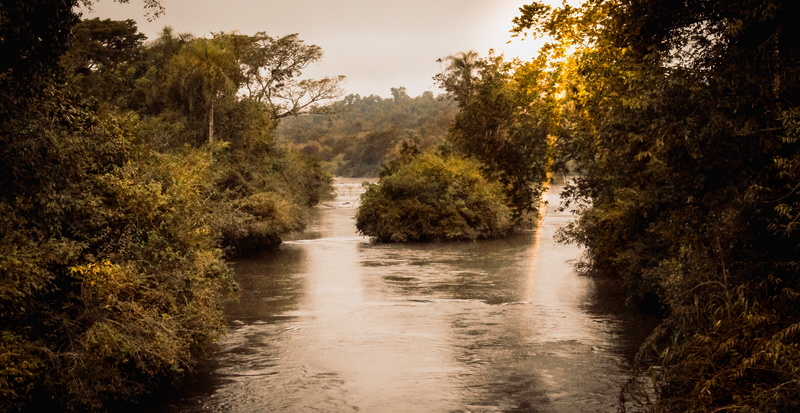 park, trees, outdoors, environment, jungle, beauty in nature, no people, summer, river, water, nature, tree, argentina, growth, rainforest, landscape, tranquil scene