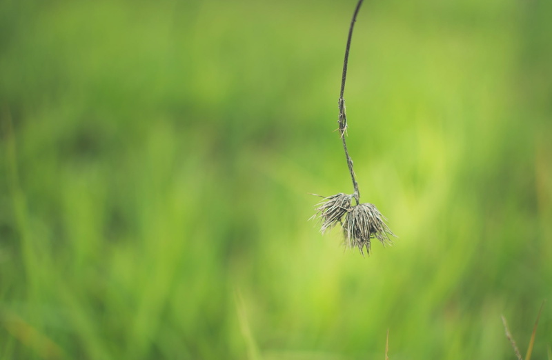 tranquility, skinnestrock79, fun, nature, selective focus, plant, natural, wilted plant, h, green color, no people, vulnerability, grasses, o, t, focus on foreground