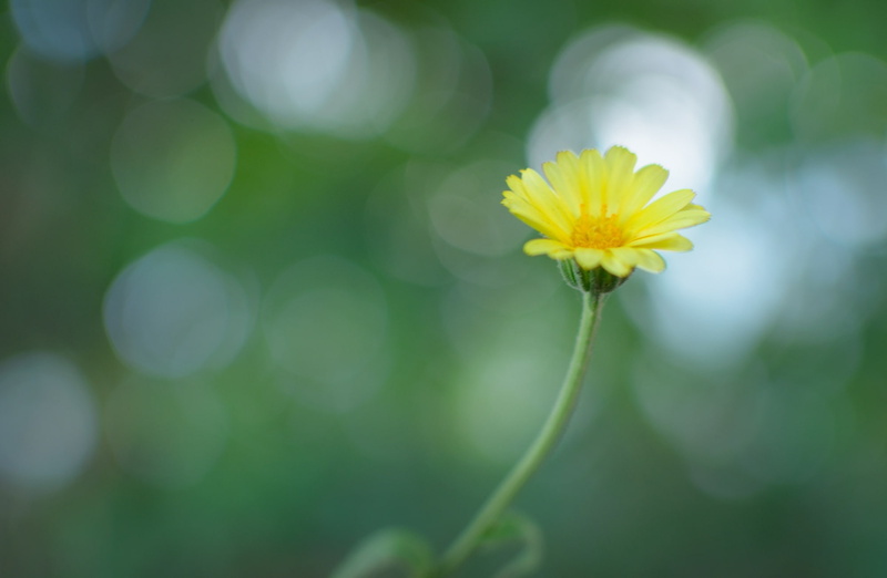 no people, vulnerability, sepal, o, nature beauty, flower, Bokeh, close-up, beautiful, outdoors, 1080P, freshness, nature, f, plant, inflorescence, petal
