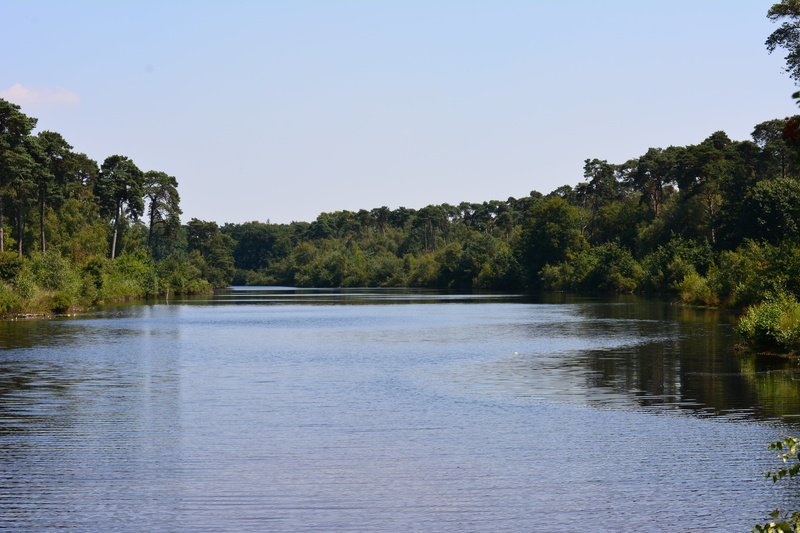 oisterwijk, tranquil scene, tranquility, day, natural water, beauty in nature, tree, water, outdoors, trees, ven, green color, plant, scenics - nature