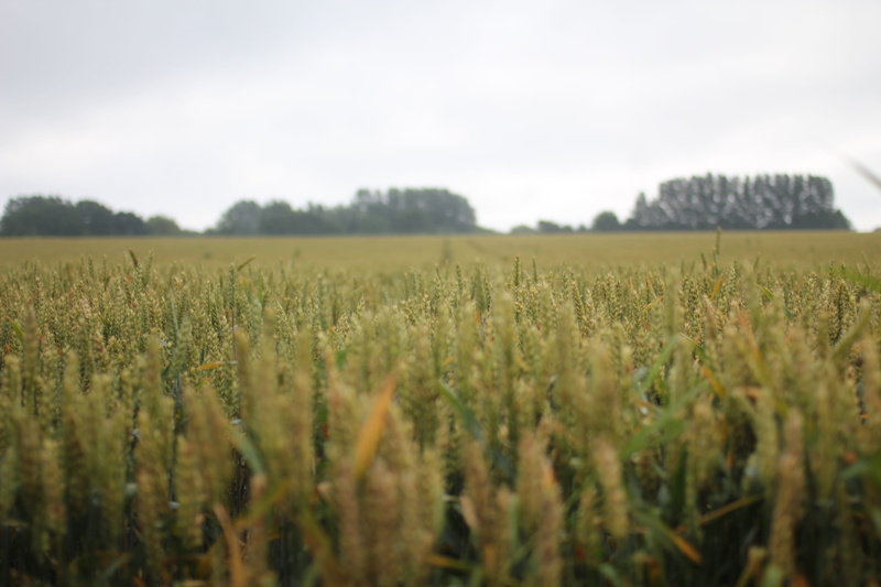 plant, scenics - nature, 2K, nature, tranquility, sweden, wheat, rural scene, growth, tree, environment, ven, tranquil scene, crop, farm, landscape, no people