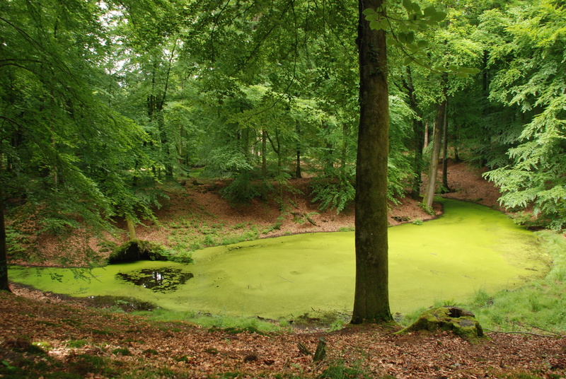 Kroos, green, Ven, 4K, green color, Tree, scenics - nature, Forest, swamp, tranquil scene, landscape, Green, tree, scenics, growth, non-urban scene, grass