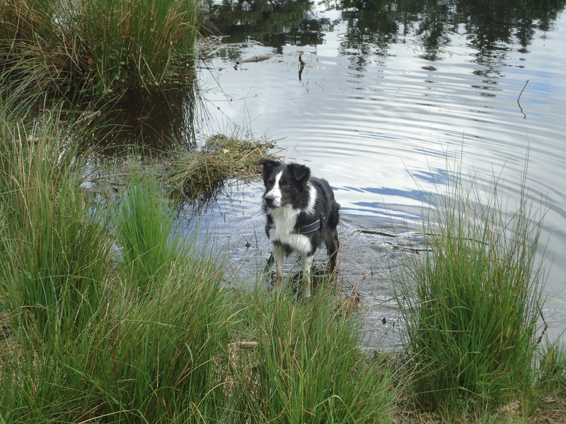 outdoors, one animal, mammal, growth, mouth open, domestic animals, animal themes, nature, water, day, domestic, grass, pets, 4K, dog, vertebrate, border collie