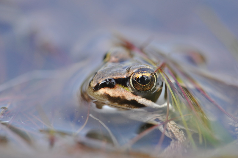 day, animals in the wild, reflection, animal eye, amphibian, spring, animal body part, no people, natural, nature, selective focus, frog, eye, animal head