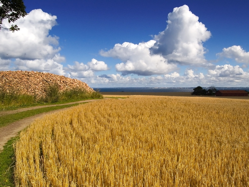 agriculture, Landscape, nature, daytime, sky, crop, Sweden, wheat field, wheat, Hven, rural Scene, Ven, Summer, blue, brown, Clouds, Fields, farm, outdoors