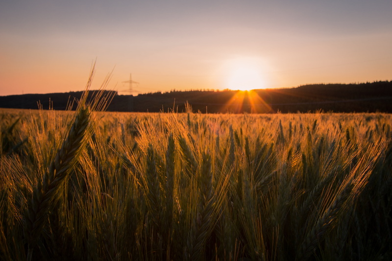 nature, Weizen, field, Olsberg, Nordrhein Westfalen, S  10, sunny, sunlight, Sonne, landscape, S 10, wheat  field, agriculture, 4K, outdoors, Canon EF-S