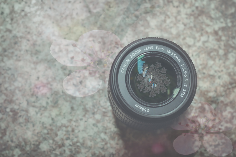 pattern, flowering plant, circle, Technology, close-up, directly above, photography themes, lens - optical instrument, nature, day, camera, high angle view