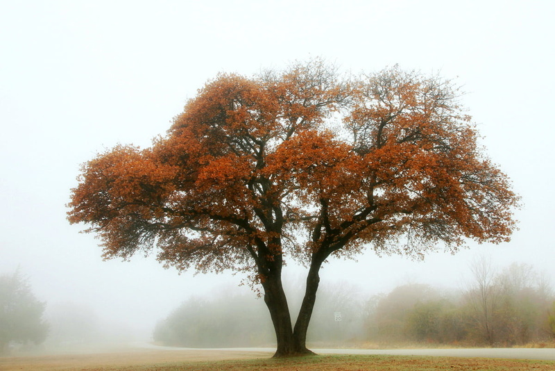 daytime, leafed, Grapevine  Texas, nature, tree, time, Oak Tree, Canon EF-S, photography, season, misty, in the Fog, Canon 7D, USM, orange, time-lapse photography