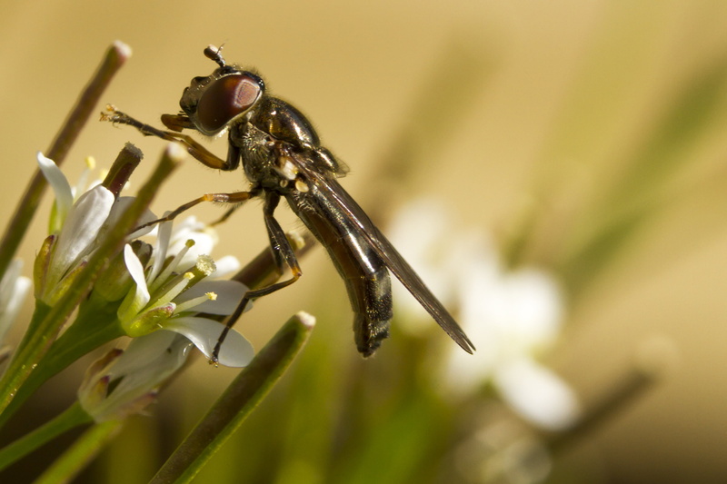Valentine, 2K, DOF, Canon 7D, Platycheirus scutatus, HFDF, Extension, Peterborough, Macro, 60mm, USM, Fly, nature, black, Bokeh, Day, insect, Manic, Garden