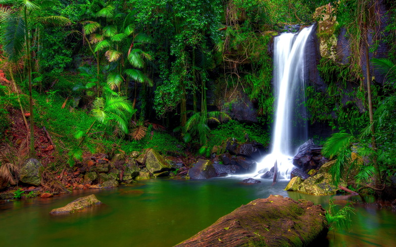 moss, water, vegetation, hd, green, desktop, shore, wonderful, waterfall, tropical, 1080P, jungle, rocky, pool, rocks, palm, trees