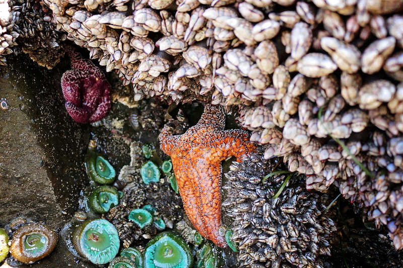 united states, cannon beach, animals in the wild, beauty in nature, vertebrate, outdoors, underwater, beach, animal themes, fish, one animal, marine, 5K