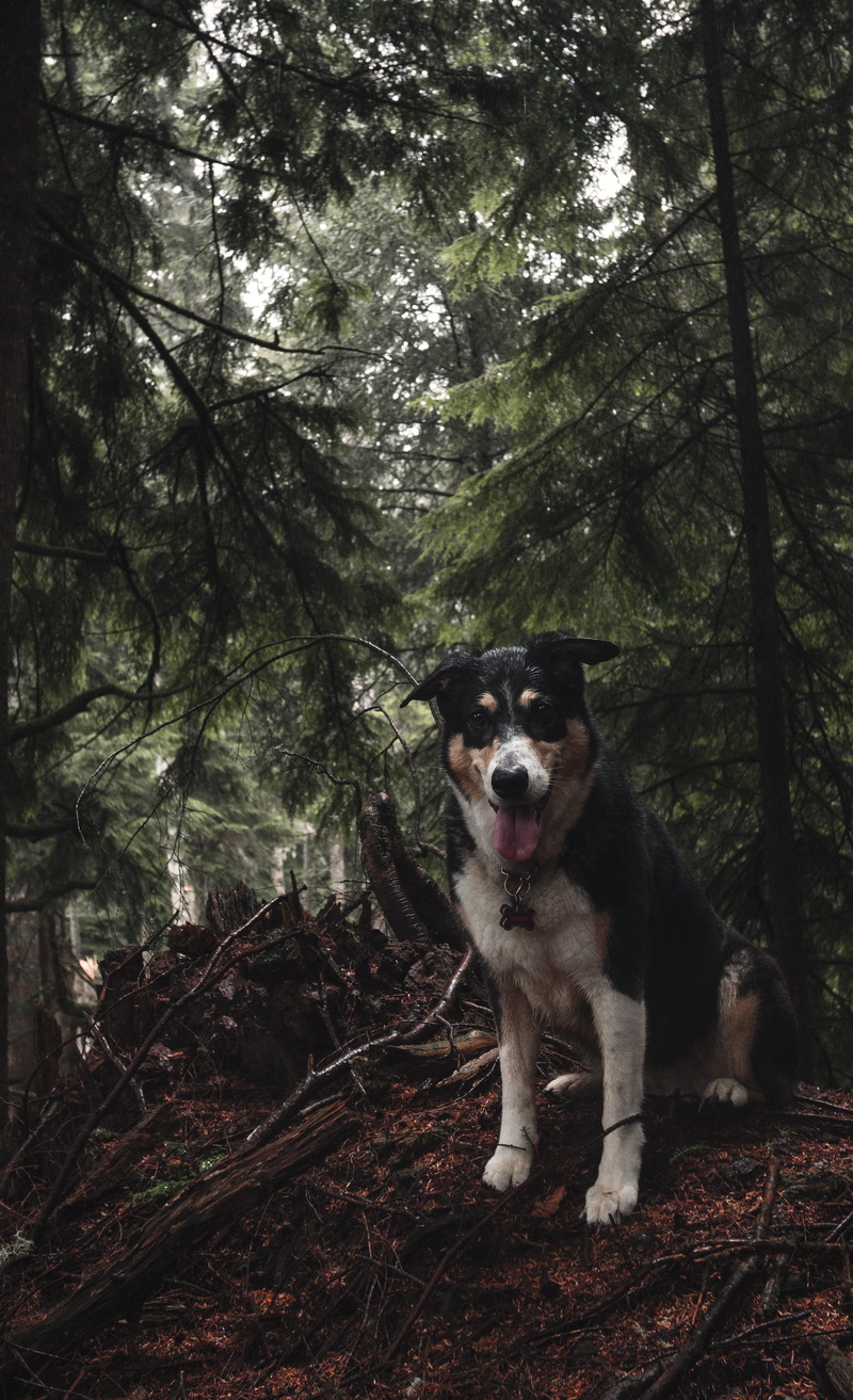 brown, 4K, forest, mammal, no people, plant, short, coated, domestic, husky, conifer, nature, collie, white, united states, portrait, vertebrate, vegetation
