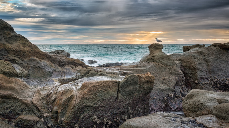 Seagull, 4k, sun, Oregon Coast, 4K, ocean, rays, water, rock, sea, sunset