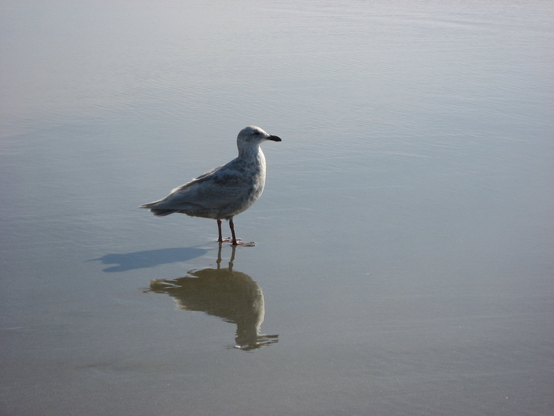 shore, animals in the wild, nature, oregon, newport, animal, no people, perching, animal wildlife, animal themes, reflection, day, coast, water, seagull