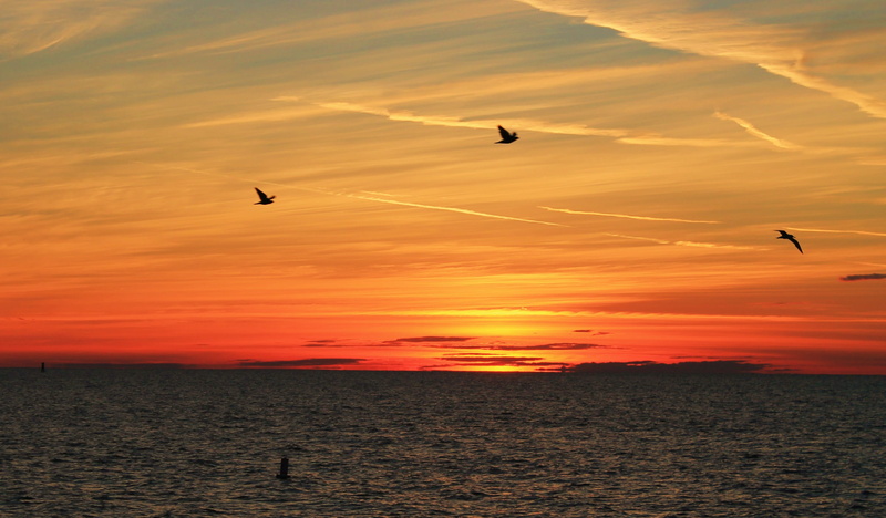 beauty in nature, beach, sun, flying, horizon over water, orange color, birds, animal wildlife, scenics - nature, clearwater beach, outdoors, water, silhouette