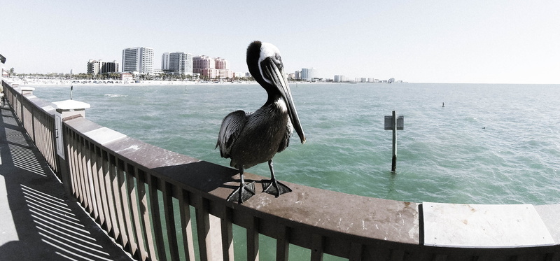 nature, skyscraper, pier 60 fishing pier, city, sky, architecture, beach, animal wildlife, water bird, water, coast, perching, bird, day, clearwater, outdoors