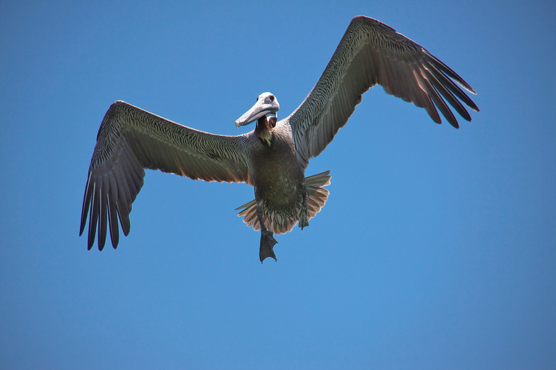 day, animal wildlife, bird, mid-air, eagle, animals in the wild, clear sky, sky, florida clearwater beach, blue, animal wing, animal, outdoors, nature
