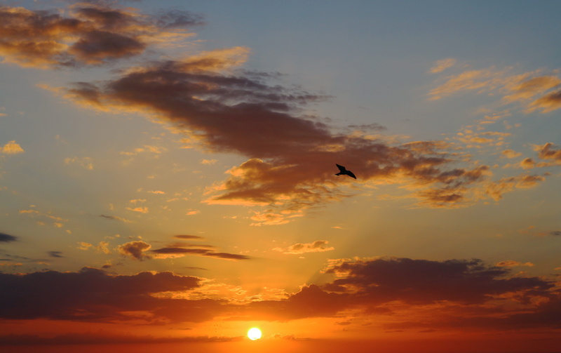 cloud - Sky, scenics - nature, sky, sea, animals in the wild, outdoors, orange color, mid-air, flying, one animal, bird, nature, 4K, landscape, gulf of mexico