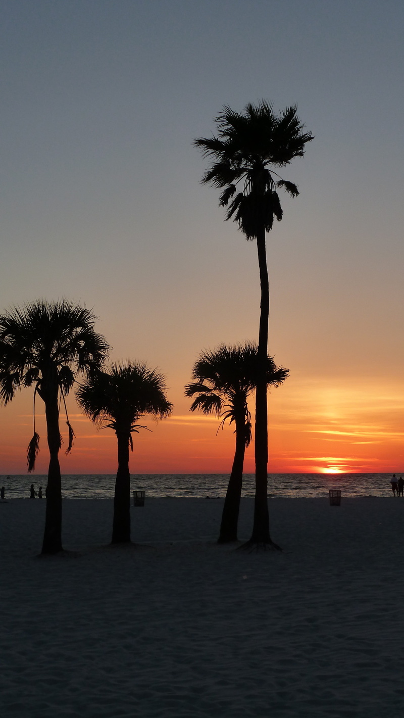nature, sunset, tranquil scene, plant, horizon, palms, dusk, 4K, tree, ocean, land, pinellas coast, evening sky, beauty in nature, outdoors, tranquility