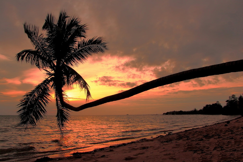 horizon over water, Gulf of Thailand, palm leaf, outdoors, water, land, orange color, beauty in nature, beach, scenics - nature, cloud - sky, tranquility
