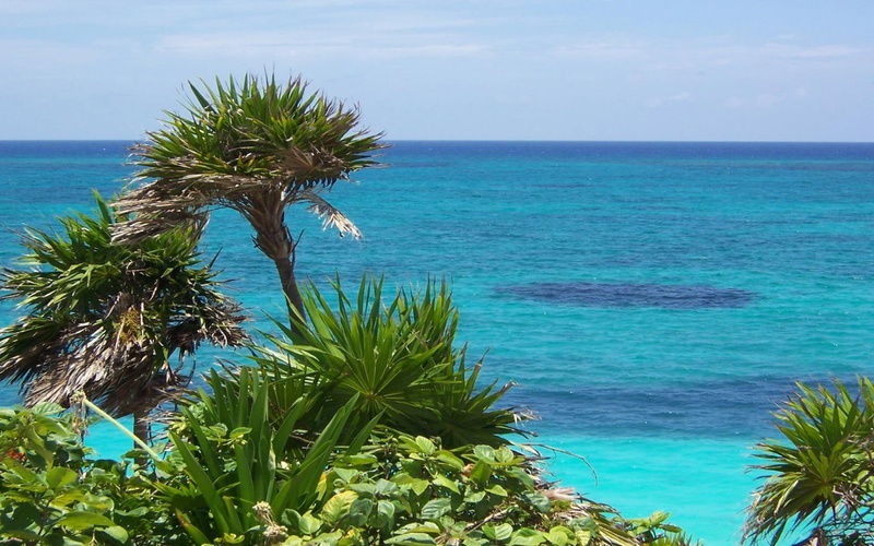 tropics, gulf, 720P, ocean, plants, coast