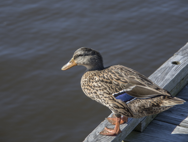focus on foreground, beak, close-up, animal, vertebrate, waterfowl, nature, bird, one animal, duck, wood duck, wood - material, mallard duck, outdoors