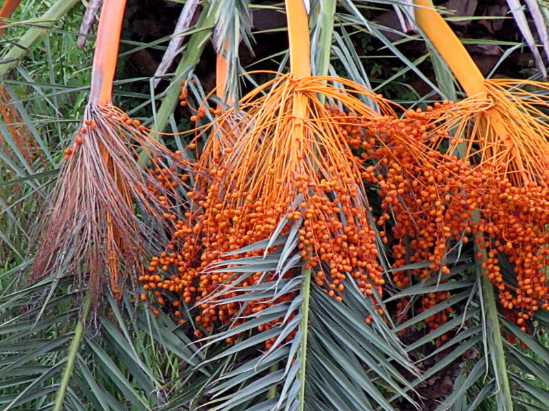 day, nature, high angle view, growth, freshness, still life, palm leaves, outdoors, 4K, plant part, hanging, palm nuts, tropical, flora, food and drink