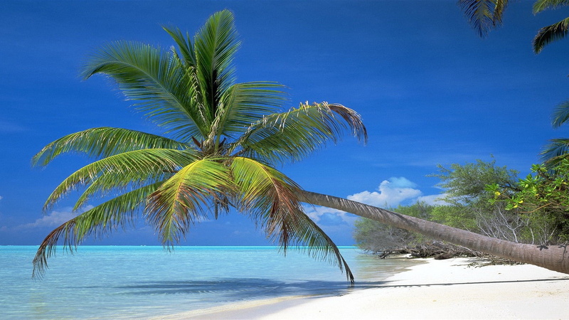 landscape, travel Destinations, summer, bay, maldives, palm Tree, tranquility, journey, holiday, sunlight, coast, horizon over water, cloud - Sky, coconut Palm Tree