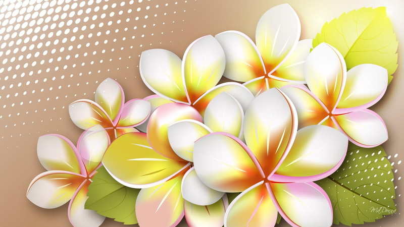nature and landscap, flowers, blossoms, 1080P, fragrant, plumeria, aroma, blooming, exotic, frangipani, blooms