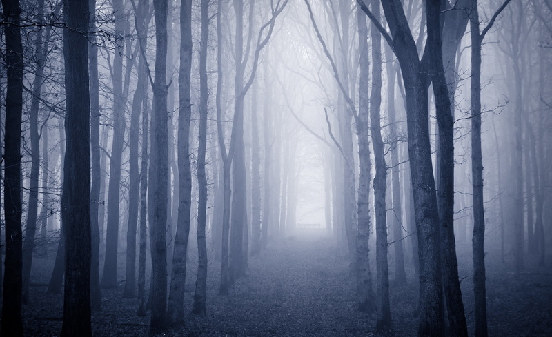 plant, transcendent, Winter, Autumn, light, non-urban scene, Forest, Hertfordshire, fog, cold temperature, beauty in nature, zing, Nature, Ashridge, towards the light