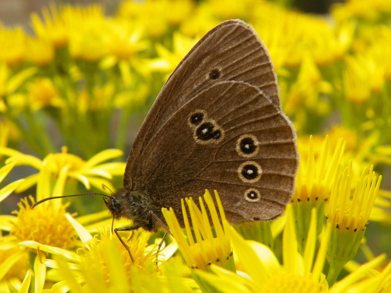 butterfly - Insect, butterfly, petaled, Hertfordshire, Sandridge, black butterfly, Arthropoda, Insect, black, Lepidoptera, multi Colored, Nature, summer