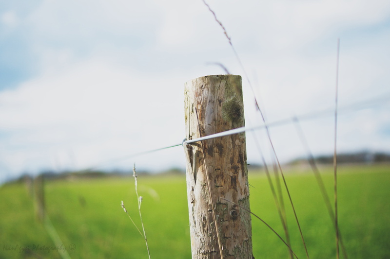 HFF, 4K, Heartland, DoF, Sony  A700, wooden, daytime, Friday, Fence, Open Field, Happy, Grass, 35mm, photography, brown, outdoors, nature, wood - Material