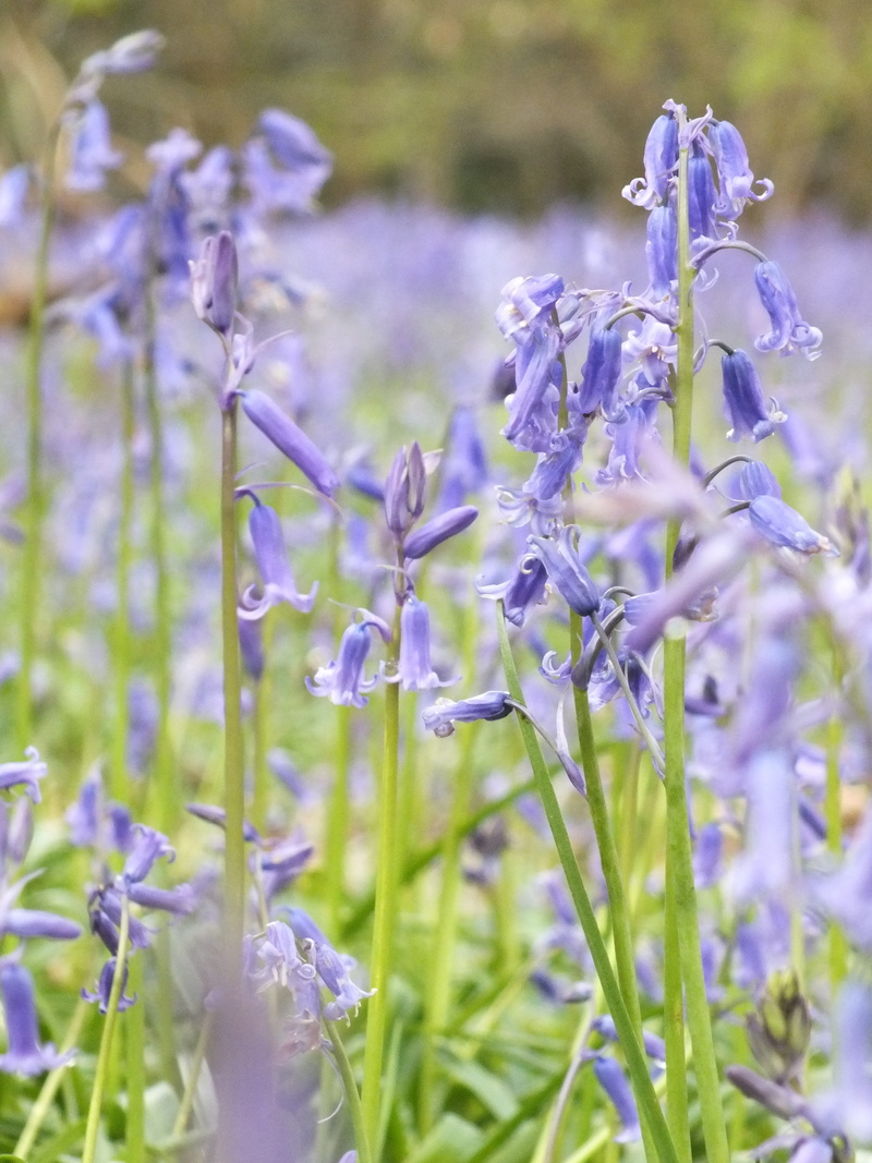 blossom, petal, nature, bluebell, gardener, beauty in nature, botany, flora, flower, purple, whippendell woods, forest, green, gardening, natural, lavender