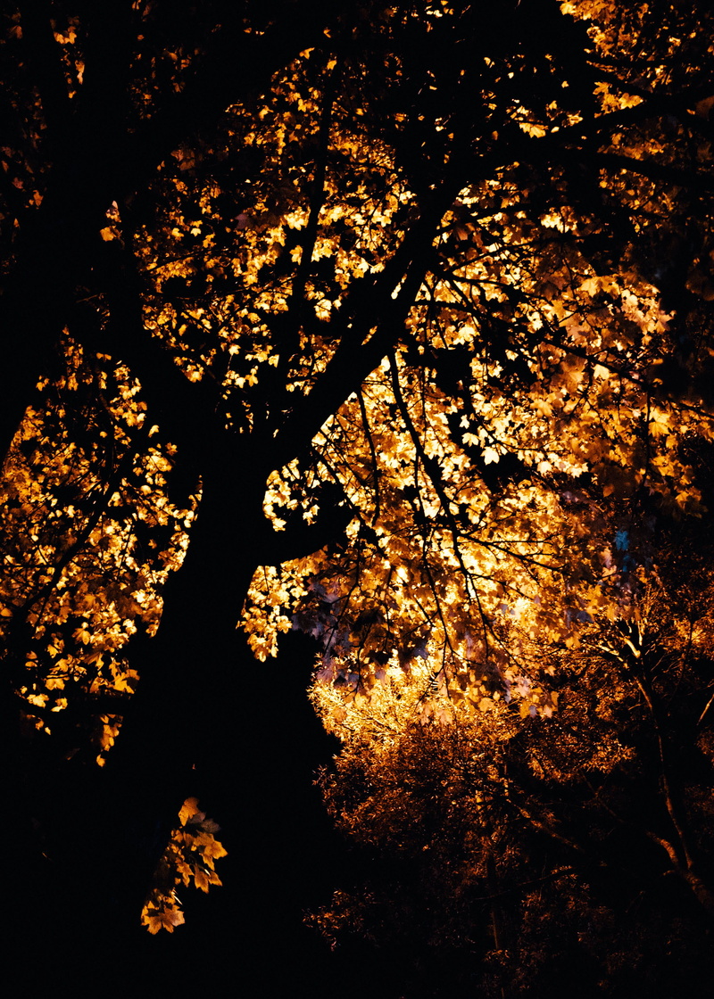 season, landscape, color, hemel hempstead, light, plant, no people, tranquil scene, growth, sky, night, 2K, outdoors, spring, tranquility, fresh, colorful