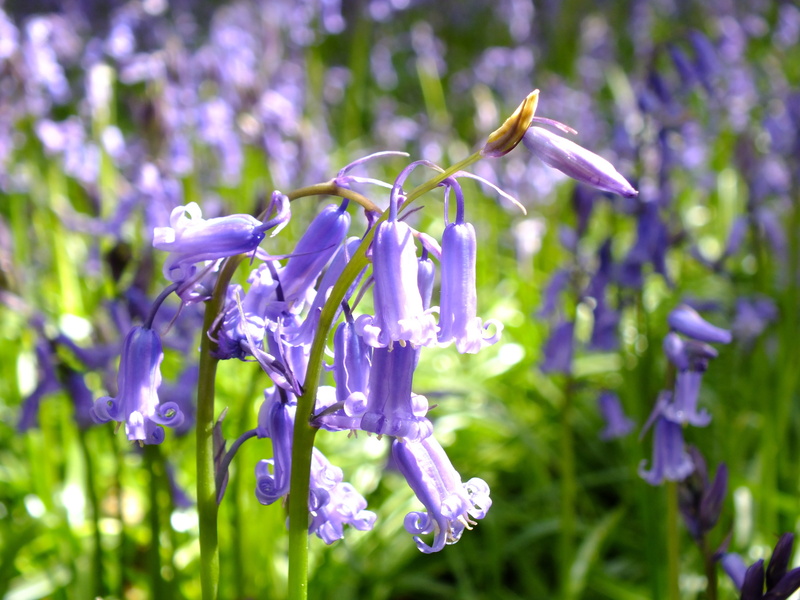 lavender, summer, landscape, england, light, bluebells, outdoors, spring, woods, no people, 4K, sunlight, leaf, close-up, vulnerability, hertfordshire