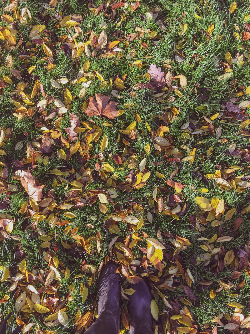 hertfordshire, change, feet, human foot, united kingdom, human leg, nature, plant, plant part, leaves, autumn, one person, low section, high angle view